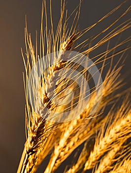Wheat ears in golden light