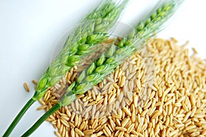 Wheat ears and grain