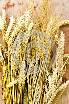 Wheat ears and grain