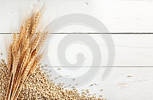 Wheat ears and grains