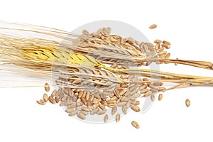 Wheat ears and grains isolated on white background