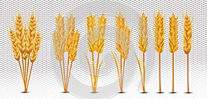 Wheat ears with grains on transparent background. Yellow whole stalks wheat, organic product, agriculture. Set realistic