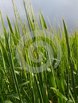 Wheat ears growing in the rain in a field in Peterborough, Cambridgeshire, UK