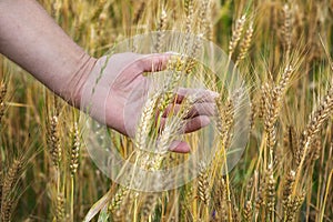 Wheat ears in the hand.Harvest concept