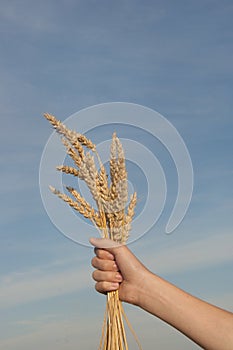 Wheat ears in the hand.Harvest concept