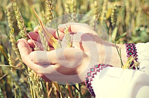 Wheat ears in the hands.