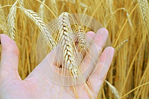 Wheat ears in the hands.