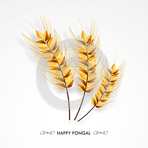Wheat Ears for Happy Pongal celebration.