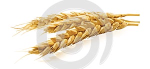 Wheat ears horizontal isolated on white background