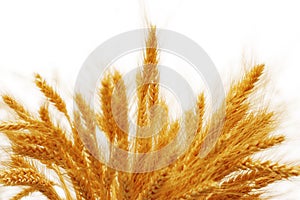 Pšenice uši 