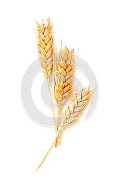 Wheat ears isolated photo