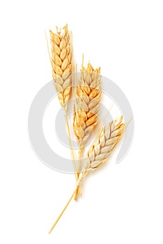 Wheat ears isolated