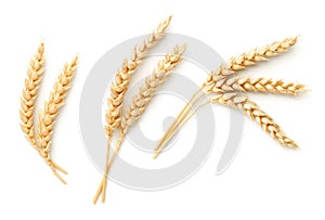 Wheat Ears Isolated On White Background