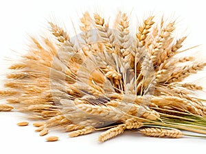 Wheat ears isolated on white background