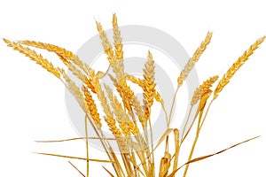 Weizen ohren isoliert auf weißem hintergrund 