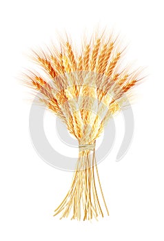 Wheat ears isolated on the white background