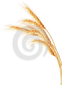 Wheat ears isolated on the white background