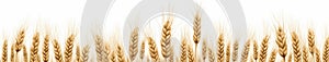 Wheat ears isolated on white background created with ai