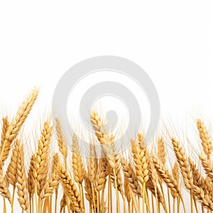 Wheat ears isolated on white background created with ai