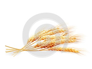 Wheat ears isolated on white background. EPS 10