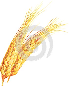 Wheat ears. Isolated on white background