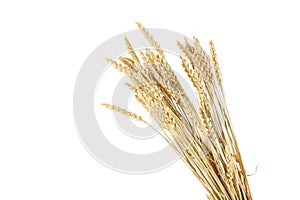 Wheat ears isolateed on white.