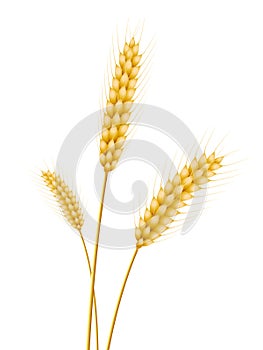 Wheat ears on a white background for landscape