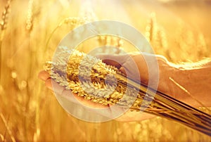 Wheat ears in man's hand