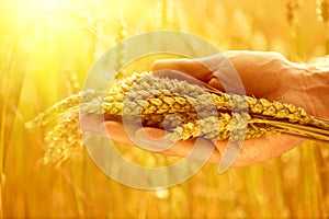 Wheat ears in man's hand