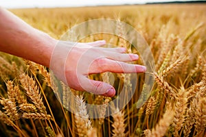 Wheat ears in the man`s hand. Field on sunset Harvest concept.