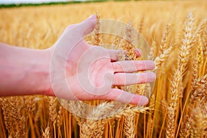 Wheat ears in the man`s hand. Field on sunset Harvest concept.
