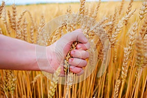 Wheat ears in the man& x27;s hand. Field on sunset Harvest concept.