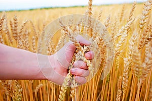 Wheat ears in the man& x27;s hand. Field on sunset Harvest concept.