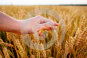 Wheat ears in the man`s hand. Field on sunset Harvest concept.