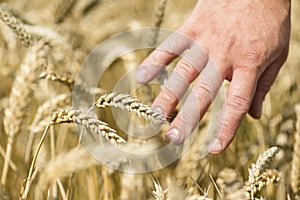 Wheat ears in man`s hand. Harvest concept