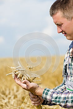 Wheat ears in man`s hand. Harvest concept