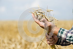 Wheat ears in man`s hand. Harvest concept