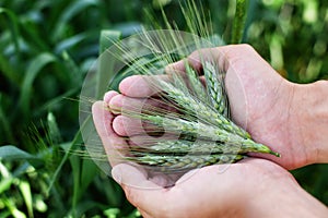 Wheat ears in man`s hands. Harvest, harvesting concept, Young farmer in field touching his wheat ears. Crop protection. Cultivated