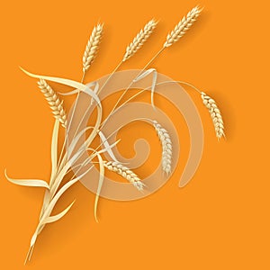 Wheat ears