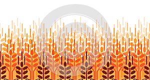 Wheat ears pattern. Vector agriculture background. Wheat field
