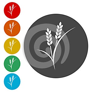 Wheat ears or rice icon