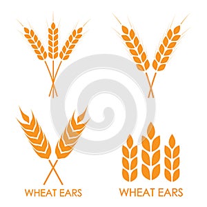 Wheat ears or rice icon set. Crop, barley or rye symbols isolated on white background. Design elements for bread packaging or beer