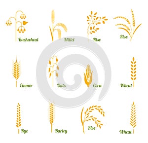 Wheat ears or rice icons set.