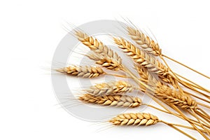 Wheat ears or ripe rice that harvest from fields isolated on white background, clean dried sheaf crop, with Generative Ai