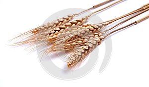 Wheat ears on rustic white background