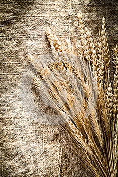 Wheat ears on sacking background