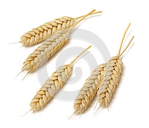 Wheat ears set 3 isolated on white background