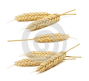 Wheat ears set collection isolated on white background