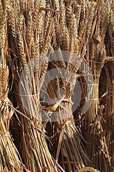 Wheat ears sheaves tied to the harvest as a decoration for thank