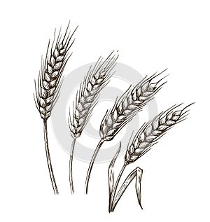 Wheat ears sketch